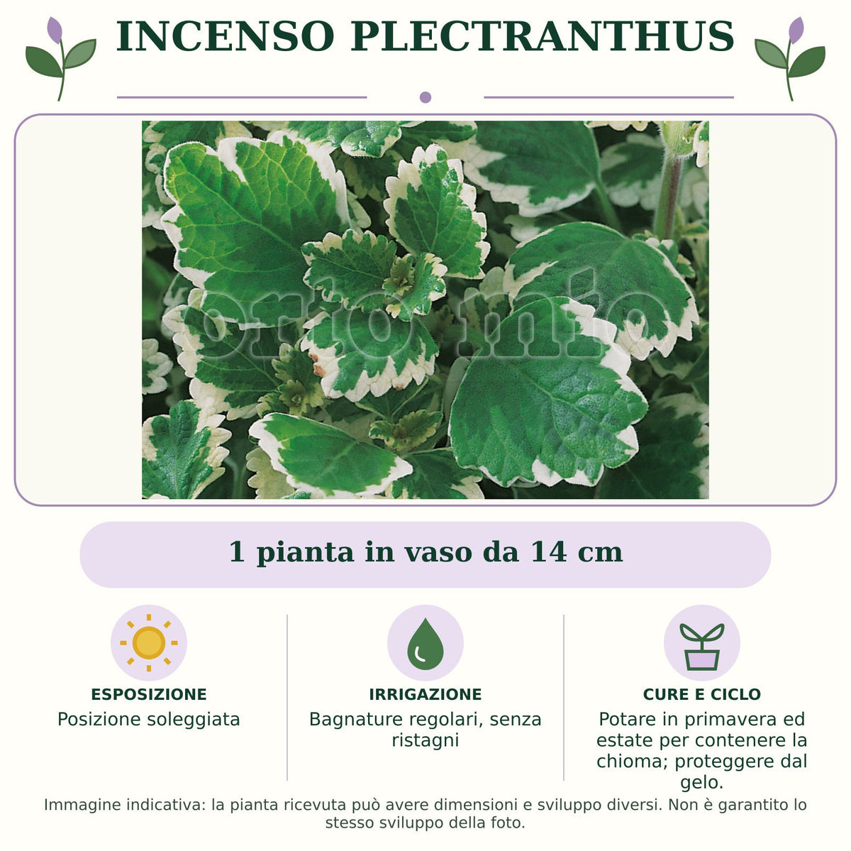 Incenso Plectranthus: 1 pianta in vaso da 14 cm. Posizione soleggiata. Bagnature regolari, senza ristagni. Potare in primavera ed estate per contenere la chioma; proteggere dal gelo.. Immagine indicativa.