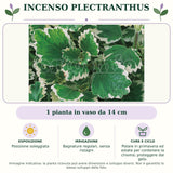 Incenso Plectranthus: 1 pianta in vaso da 14 cm. Posizione soleggiata. Bagnature regolari, senza ristagni. Potare in primavera ed estate per contenere la chioma; proteggere dal gelo.. Immagine indicativa.