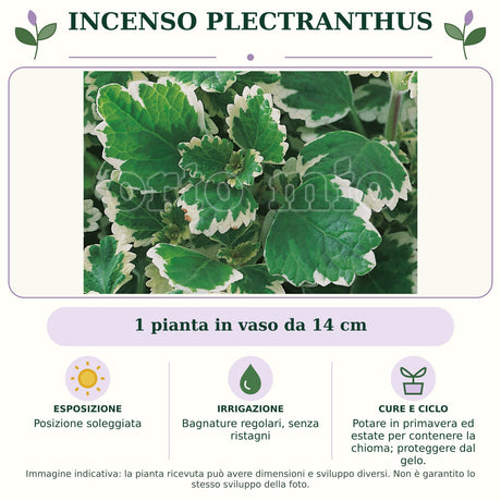 Incenso Plectranthus: 1 pianta in vaso da 14 cm. Posizione soleggiata. Bagnature regolari, senza ristagni. Potare in primavera ed estate per contenere la chioma; proteggere dal gelo.. Immagine indicativa.
