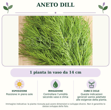 Aneto Dill: 1 pianta in vaso da 14 cm. Posizione in pieno sole. Controllare l’umidità secondo vaso e clima. Queste indicazioni generali vanno adattate alle esigenze della pianta.. Immagine indicativa.
