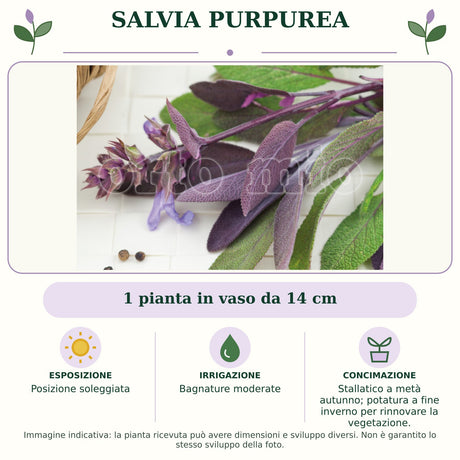 Salvia Purpurea: 1 pianta in vaso da 14 cm. Posizione soleggiata. Bagnature moderate. Stallatico a metà autunno; potatura a fine inverno per rinnovare la vegetazione.. Immagine indicativa.