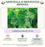 Nepetella o Mentuccia Romana: 1 pianta in vaso da 14 cm. Sole o mezz'ombra. Bagnare al bisogno: tollera la siccità.. I valori sono indicativi: il ciclo di raccolta varia con stagione, clima e condizioni di coltivazione.. Immagine indicativa.