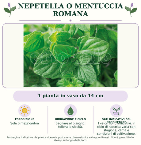 Nepetella o Mentuccia Romana: 1 pianta in vaso da 14 cm. Sole o mezz'ombra. Bagnare al bisogno: tollera la siccità.. I valori sono indicativi: il ciclo di raccolta varia con stagione, clima e condizioni di coltivazione.. Immagine indicativa.
