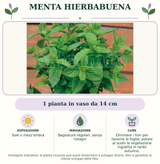 Menta Hierbabuena: 1 pianta in vaso da 14 cm. Sole o mezz'ombra. Bagnature regolari, senza ristagni. Eliminare i fiori per favorire le foglie; potare al suolo la vegetazione ingiallita in tardo autunno.. Immagine indicativa.