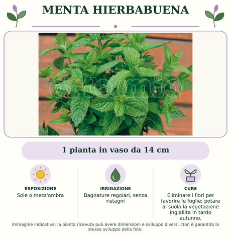 Menta Hierbabuena: 1 pianta in vaso da 14 cm. Sole o mezz'ombra. Bagnature regolari, senza ristagni. Eliminare i fiori per favorire le foglie; potare al suolo la vegetazione ingiallita in tardo autunno.. Immagine indicativa.
