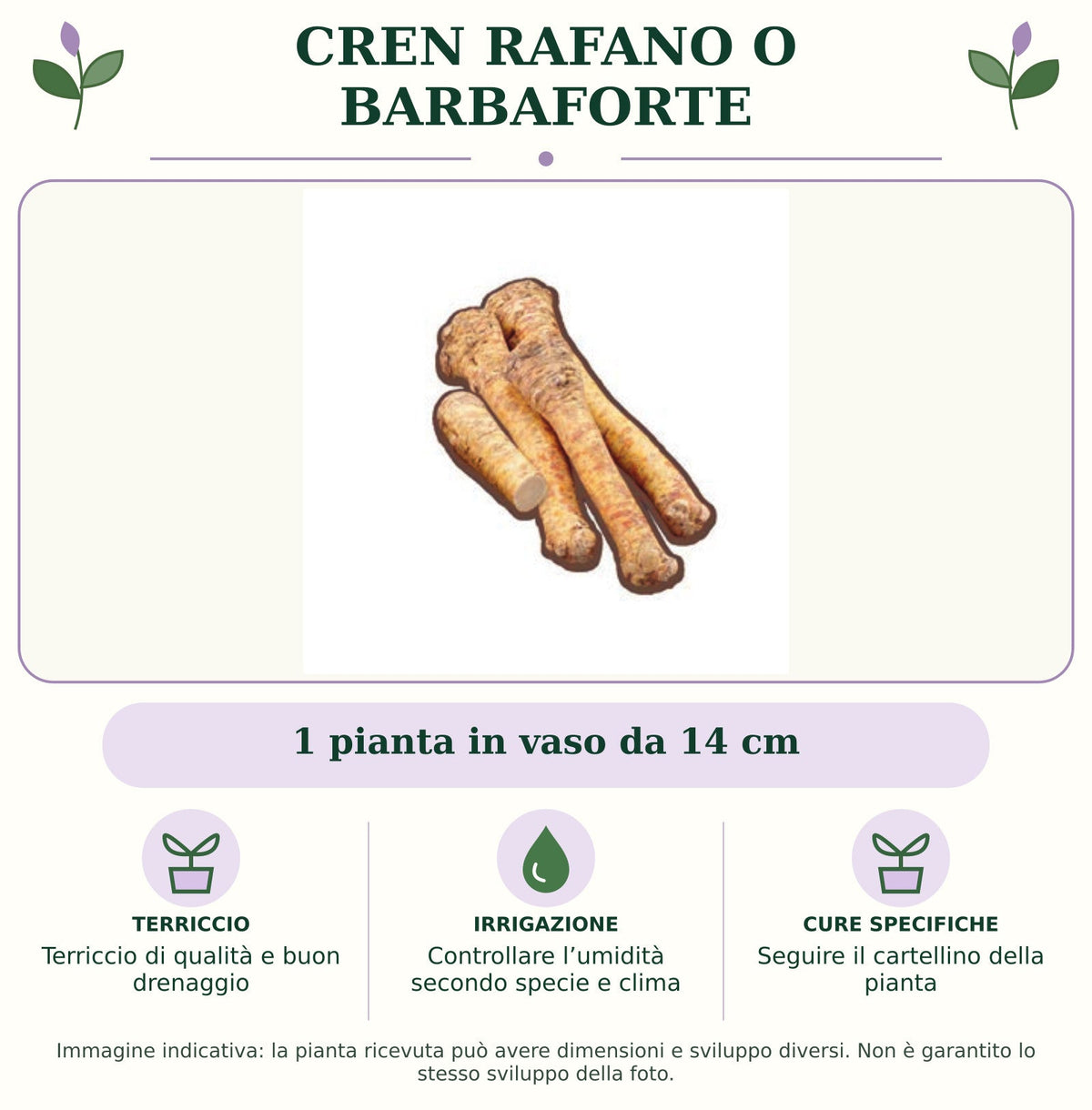 Cren Rafano o Barbaforte : 1 pianta in vaso da 14 cm. Terriccio di qualità e buon drenaggio. Controllare l’umidità secondo specie e clima. Seguire il cartellino della pianta. Immagine indicativa.