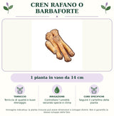 Cren Rafano o Barbaforte : 1 pianta in vaso da 14 cm. Terriccio di qualità e buon drenaggio. Controllare l’umidità secondo specie e clima. Seguire il cartellino della pianta. Immagine indicativa.