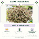 Timo Variegato: 1 pianta in vaso da 14 cm. Posizione in pieno sole. Bagnature moderate. I valori sono indicativi: il ciclo di raccolta varia con stagione, clima e condizioni di coltivazione.. Immagine indicativa.