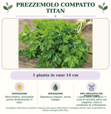Prezzemolo compatto Titan: 1 pianta in vaso 14 cm. Mezz'ombra; utilizzabile anche direttamente in vaso.. Bagnature regolari, senza ristagni. I valori sono indicativi: il ciclo di raccolta varia con stagione, clima e condizioni di coltivazione.. Immagine indicativa.