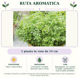 Ruta Aromatica: 1 pianta in vaso da 14 cm. Sole o mezz'ombra. Controllare l’umidità secondo vaso e clima. Maneggiare con cautela le foglie, soprattutto in caso di pelle sensibile.. Immagine indicativa.