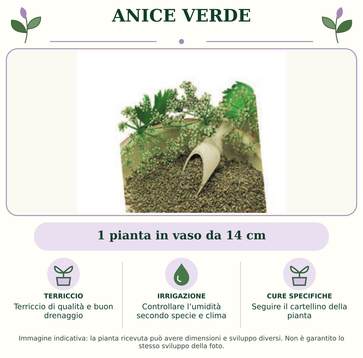 Anice verde: 1 pianta in vaso da 14 cm. Terriccio di qualità e buon drenaggio. Controllare l’umidità secondo specie e clima. Seguire il cartellino della pianta. Immagine indicativa.