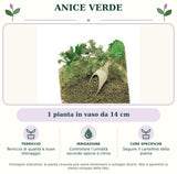 Anice verde: 1 pianta in vaso da 14 cm. Terriccio di qualità e buon drenaggio. Controllare l’umidità secondo specie e clima. Seguire il cartellino della pianta. Immagine indicativa.