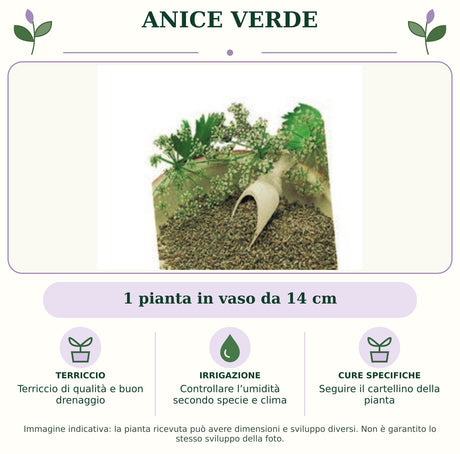 Anice verde: 1 pianta in vaso da 14 cm. Terriccio di qualità e buon drenaggio. Controllare l’umidità secondo specie e clima. Seguire il cartellino della pianta. Immagine indicativa.