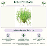 Lemon Grass: 1 pianta in vaso da 14 cm. Terriccio di qualità e buon drenaggio. Controllare l’umidità secondo specie e clima. Seguire il cartellino della pianta. Immagine indicativa.