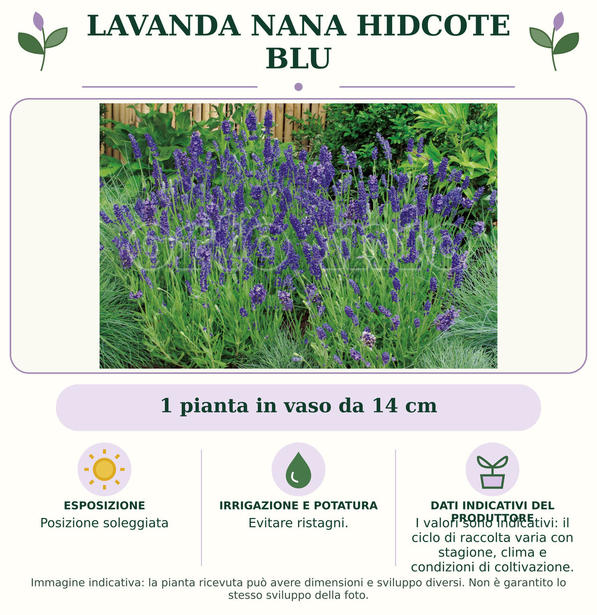 Lavanda Nana Hidcote Blu: 1 pianta in vaso da 14 cm. Posizione soleggiata. Evitare ristagni.. I valori sono indicativi: il ciclo di raccolta varia con stagione, clima e condizioni di coltivazione.. Immagine indicativa.