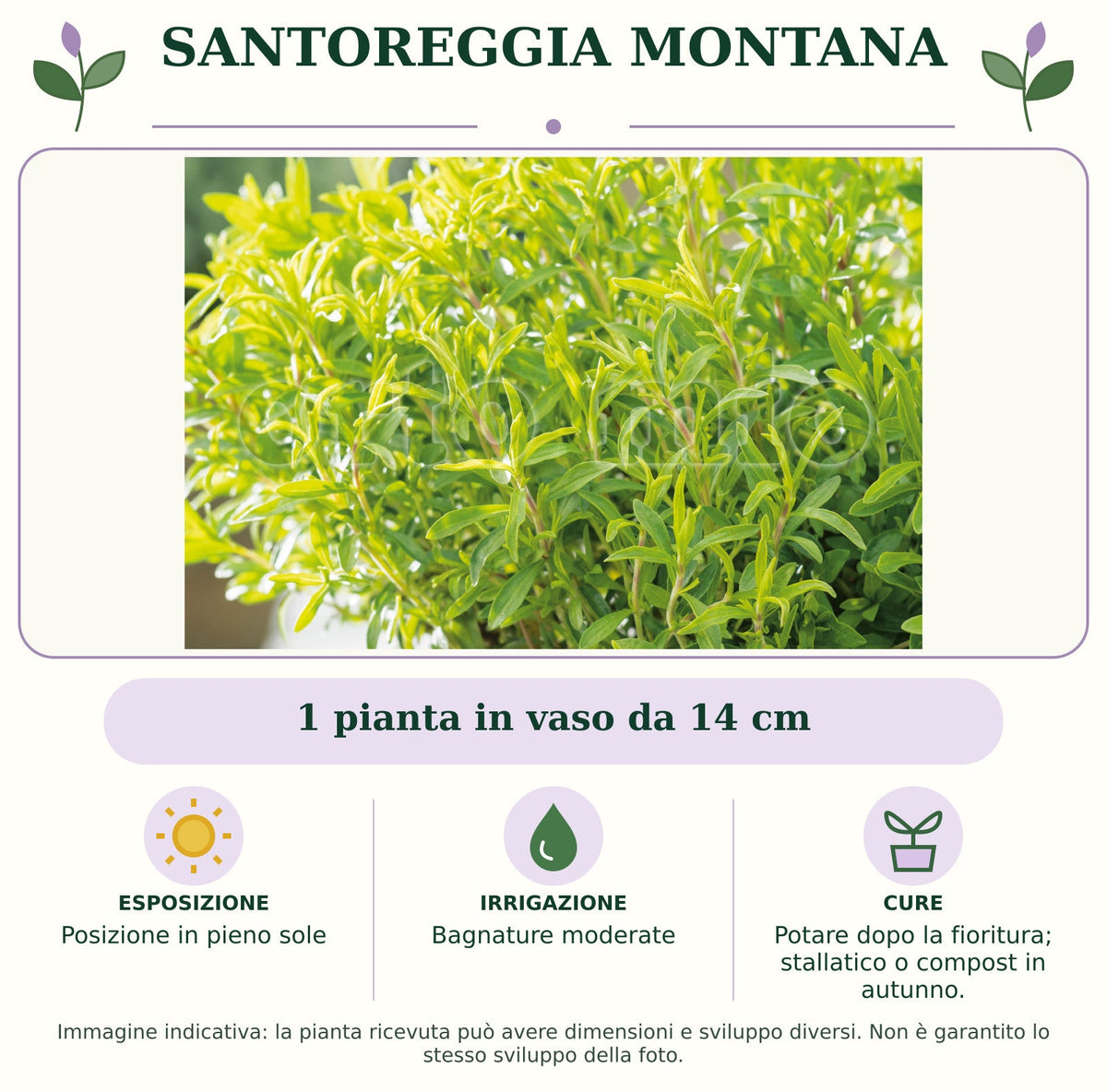 Santoreggia montana: 1 pianta in vaso da 14 cm. Posizione in pieno sole. Bagnature moderate. Potare dopo la fioritura; stallatico o compost in autunno.. Immagine indicativa.