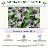 Menta Rossa Glaciale: 1 pianta in vaso da 14 cm. Sole o mezz'ombra. Bagnature regolari, senza ristagni. Cimare i fiori per favorire le foglie; recidere al suolo la vegetazione ingiallita nel tardo autunno.. Immagine indicativa.