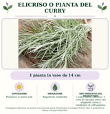 Elicriso o Pianta del Curry: 1 pianta in vaso da 14 cm. Posizione in pieno sole. Bagnature moderate. I valori sono indicativi: il ciclo di raccolta varia con stagione, clima e condizioni di coltivazione.. Immagine indicativa.