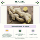 Zenzero: 1 pianta in vaso da 14 cm. Mezz'ombra; terreno fertile, ricco di sostanza organica e drenante.. Lasciare asciugare la superficie. Proteggere dal gelo. Immagine indicativa.