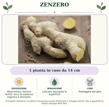 Zenzero: 1 pianta in vaso da 14 cm. Mezz'ombra; terreno fertile, ricco di sostanza organica e drenante.. Lasciare asciugare la superficie. Proteggere dal gelo. Immagine indicativa.