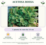 Acetosa rossa: 1 pianta in vaso da 14 cm. Sole o mezz'ombra. Bagnare evitando ristagni.. Seguire il cartellino della pianta. Immagine indicativa.