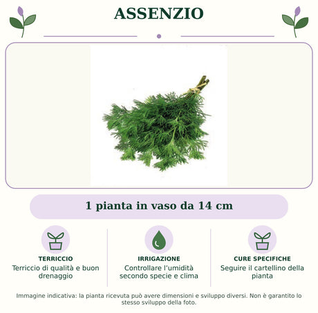 Assenzio: 1 pianta in vaso da 14 cm. Terriccio di qualità e buon drenaggio. Controllare l’umidità secondo specie e clima. Seguire il cartellino della pianta. Immagine indicativa.