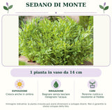 Sedano di Monte: 1 pianta in vaso da 14 cm. Cresce anche in ombra. Bagnare senza lasciare ristagnare l'acqua.. Perenne rustica e resistente al freddo. Immagine indicativa.