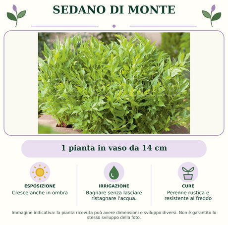 Sedano di Monte: 1 pianta in vaso da 14 cm. Cresce anche in ombra. Bagnare senza lasciare ristagnare l'acqua.. Perenne rustica e resistente al freddo. Immagine indicativa.