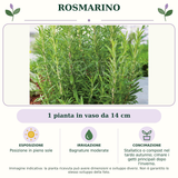 Rosmarino: 1 pianta in vaso da 14 cm. Posizione in pieno sole. Bagnature moderate. Stallatico o compost nel tardo autunno; cimare i getti principali dopo l'inverno.. Immagine indicativa.
