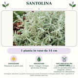 Santolina: 1 pianta in vaso da 14 cm. Posizione in pieno sole. Teme i ristagni; limitare gli eccessi d'acqua.. I valori sono indicativi: il ciclo di raccolta varia con stagione, clima e condizioni di coltivazione.. Immagine indicativa.