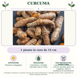 Curcuma: 1 pianta in vaso da 14 cm. Posizione soleggiata. Controllare l’umidità secondo vaso e clima. I valori sono indicativi: il ciclo di raccolta varia con stagione, clima e condizioni di coltivazione.. Immagine indicativa.