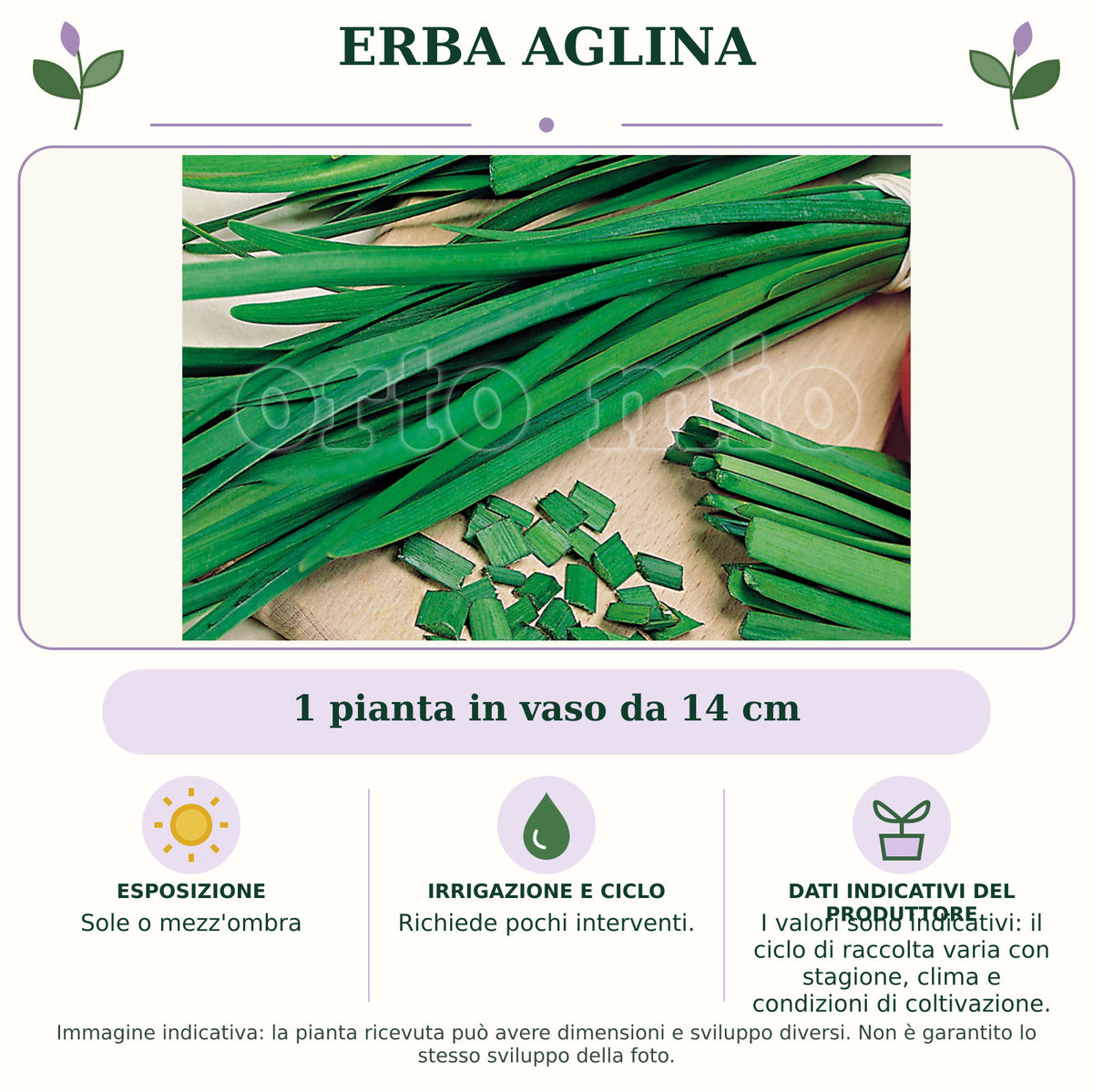 Erba Aglina: 1 pianta in vaso da 14 cm. Sole o mezz'ombra. Richiede pochi interventi.. I valori sono indicativi: il ciclo di raccolta varia con stagione, clima e condizioni di coltivazione.. Immagine indicativa.
