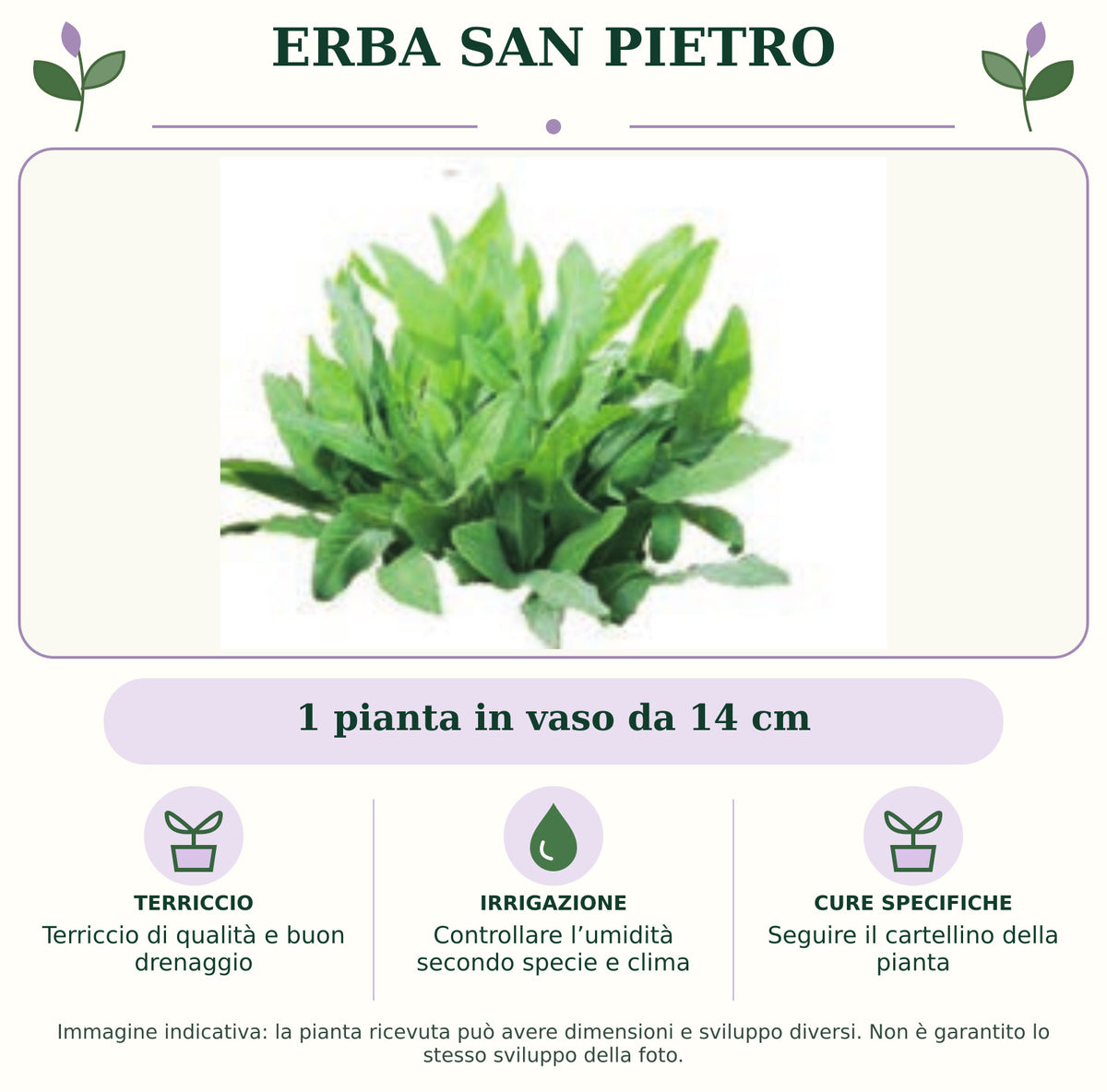 Erba San Pietro: 1 pianta in vaso da 14 cm. Terriccio di qualità e buon drenaggio. Controllare l’umidità secondo specie e clima. Seguire il cartellino della pianta. Immagine indicativa.