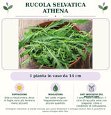Rucola selvatica Athena: 1 pianta in vaso da 14 cm. Sole o mezz'ombra, dove le foglie sono più tenere e meno piccanti. Nel caldo irrigare frequentemente con piccole quantità.. I valori sono indicativi: il ciclo di raccolta varia con stagione, clima e condizioni di coltivazione.. Immagine indicativa.