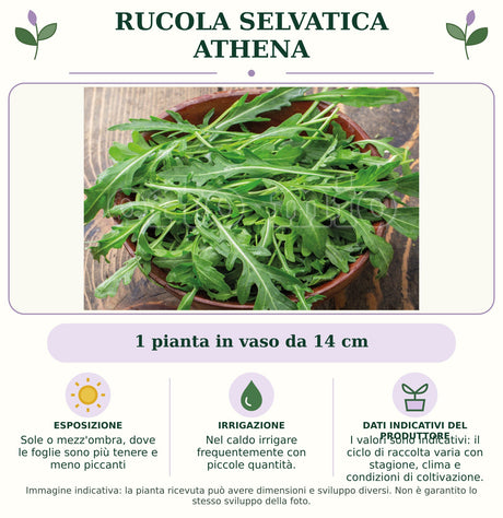 Rucola selvatica Athena: 1 pianta in vaso da 14 cm. Sole o mezz'ombra, dove le foglie sono più tenere e meno piccanti. Nel caldo irrigare frequentemente con piccole quantità.. I valori sono indicativi: il ciclo di raccolta varia con stagione, clima e condizioni di coltivazione.. Immagine indicativa.