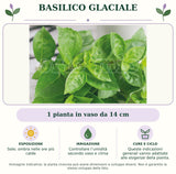 Basilico glaciale: 1 pianta in vaso da 14 cm. Sole; ombra nelle ore più calde. Controllare l’umidità secondo vaso e clima. Queste indicazioni generali vanno adattate alle esigenze della pianta.. Immagine indicativa.