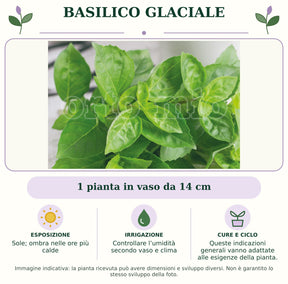 Basilico glaciale: 1 pianta in vaso da 14 cm. Sole; ombra nelle ore più calde. Controllare l’umidità secondo vaso e clima. Queste indicazioni generali vanno adattate alle esigenze della pianta.. Immagine indicativa.