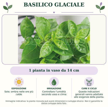 Basilico glaciale: 1 pianta in vaso da 14 cm. Sole; ombra nelle ore più calde. Controllare l’umidità secondo vaso e clima. Queste indicazioni generali vanno adattate alle esigenze della pianta.. Immagine indicativa.