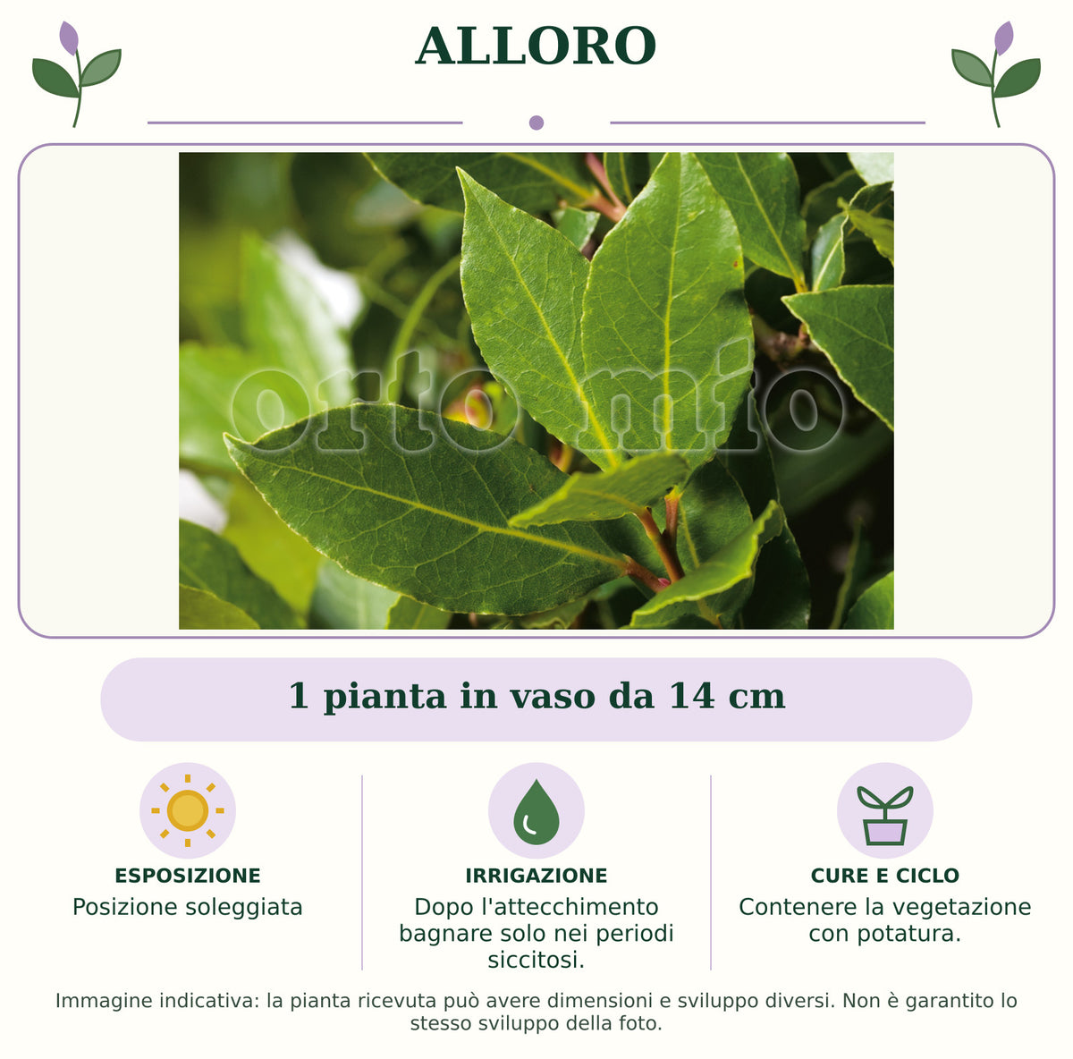 Alloro: 1 pianta in vaso da 14 cm. Posizione soleggiata. Dopo l'attecchimento bagnare solo nei periodi siccitosi.. Contenere la vegetazione con potatura.. Immagine indicativa.