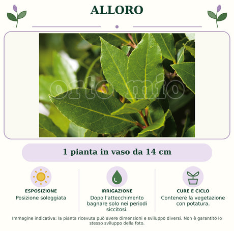 Alloro: 1 pianta in vaso da 14 cm. Posizione soleggiata. Dopo l'attecchimento bagnare solo nei periodi siccitosi.. Contenere la vegetazione con potatura.. Immagine indicativa.