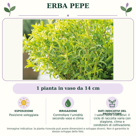 Erba Pepe: 1 pianta in vaso da 14 cm. Posizione soleggiata. Controllare l’umidità secondo vaso e clima. I valori sono indicativi: il ciclo di raccolta varia con stagione, clima e condizioni di coltivazione.. Immagine indicativa.