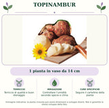 Topinambur: 1 pianta in vaso da 14 cm. Terriccio di qualità e buon drenaggio. Controllare l’umidità secondo specie e clima. Seguire il cartellino della pianta. Immagine indicativa.