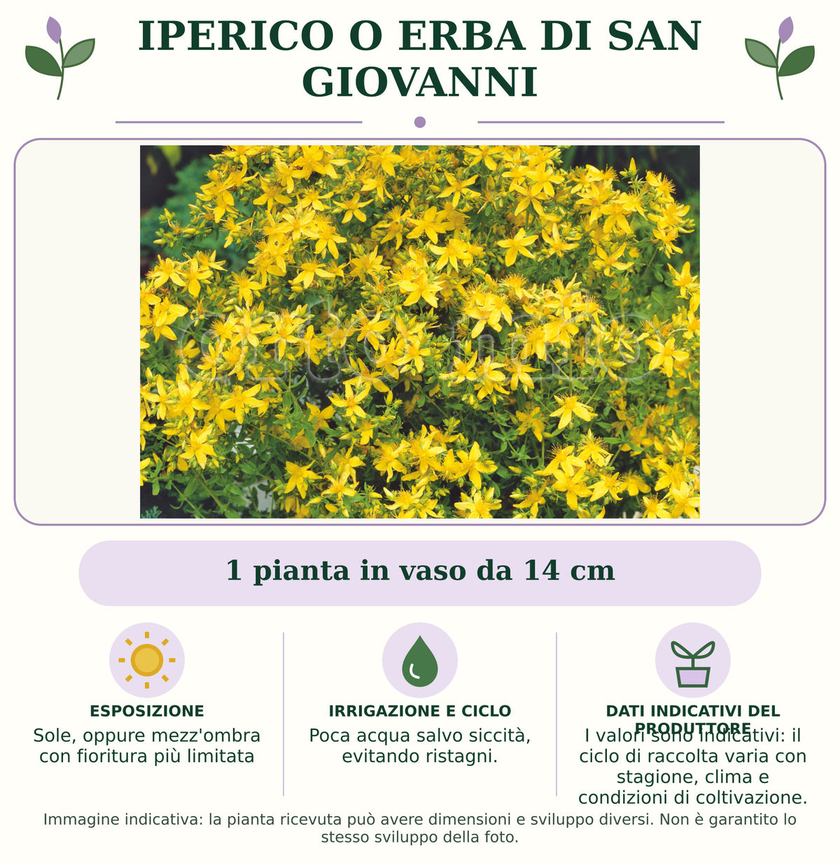 Iperico o Erba di San Giovanni: 1 pianta in vaso da 14 cm. Sole, oppure mezz'ombra con fioritura più limitata. Poca acqua salvo siccità, evitando ristagni.. I valori sono indicativi: il ciclo di raccolta varia con stagione, clima e condizioni di coltivazione.. Immagine indicativa.