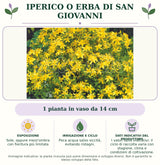 Iperico o Erba di San Giovanni: 1 pianta in vaso da 14 cm. Sole, oppure mezz'ombra con fioritura più limitata. Poca acqua salvo siccità, evitando ristagni.. I valori sono indicativi: il ciclo di raccolta varia con stagione, clima e condizioni di coltivazione.. Immagine indicativa.
