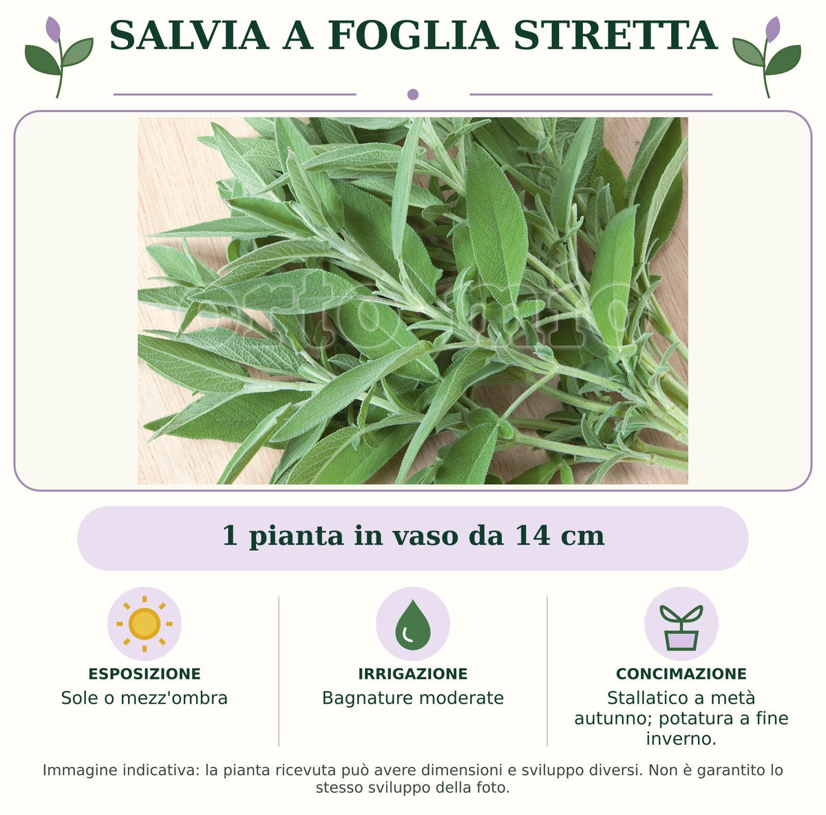 Salvia a foglia stretta: 1 pianta in vaso da 14 cm. Sole o mezz'ombra. Bagnature moderate. Stallatico a metà autunno; potatura a fine inverno.. Immagine indicativa.