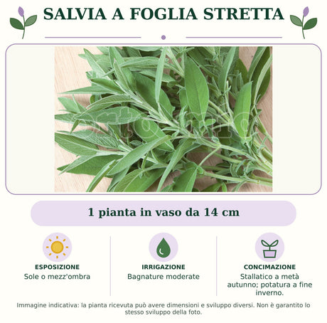 Salvia a foglia stretta: 1 pianta in vaso da 14 cm. Sole o mezz'ombra. Bagnature moderate. Stallatico a metà autunno; potatura a fine inverno.. Immagine indicativa.