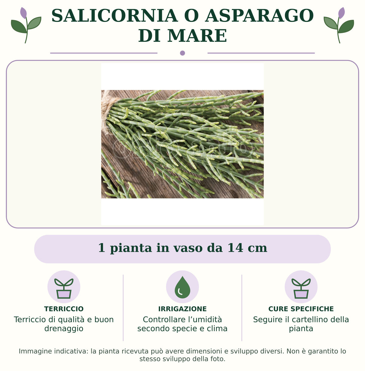 Salicornia o Asparago di mare: 1 pianta in vaso da 14 cm. Terriccio di qualità e buon drenaggio. Controllare l’umidità secondo specie e clima. Seguire il cartellino della pianta. Immagine indicativa.