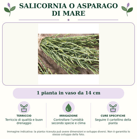 Salicornia o Asparago di mare: 1 pianta in vaso da 14 cm. Terriccio di qualità e buon drenaggio. Controllare l’umidità secondo specie e clima. Seguire il cartellino della pianta. Immagine indicativa.