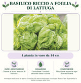 Basilico riccio a foglia di lattuga: 1 pianta in vaso da 14 cm. Cimare ai primi abbozzi di fioritura.. Controllare l’umidità secondo vaso e clima. Nutrizione organica ogni due settimane. Immagine indicativa.