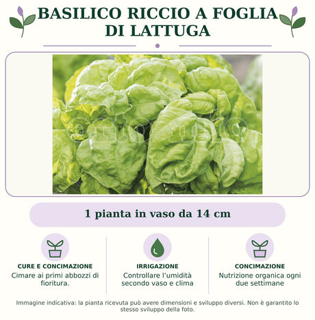 Basilico riccio a foglia di lattuga: 1 pianta in vaso da 14 cm. Cimare ai primi abbozzi di fioritura.. Controllare l’umidità secondo vaso e clima. Nutrizione organica ogni due settimane. Immagine indicativa.